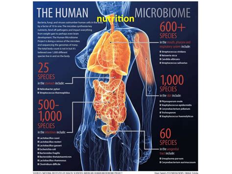 Microbial Communities In Human Microbes World