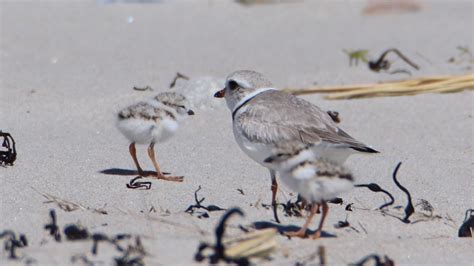 Maine Sees More Piping Plover Chicks Hatch Up From 2021