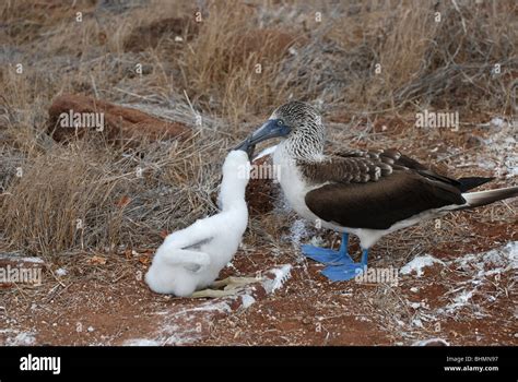 Piqueros De Patas Azules Sula Nebouxii Y Joven Chica En Las Islas