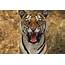 Bengal Tiger Snarling Panthera Tigris  Stock Image C015/9239