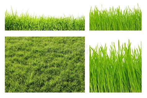 Types Of Green Grass Stock Photo Image Of Spring Panorama 18636590