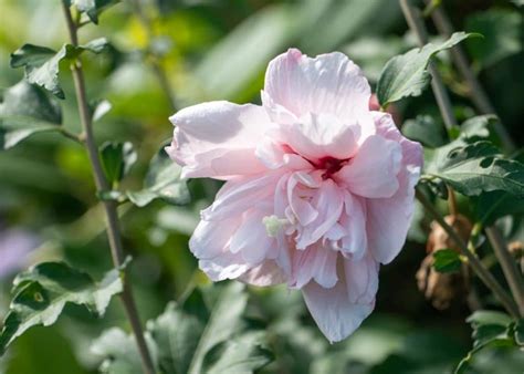 Rose Of Sharon Strawberry Smoothie Tree Top Nursery And Landscape Inc