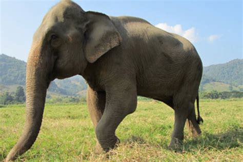 Salvando Al Elefante Asiático Veoverde Nueva Mujer