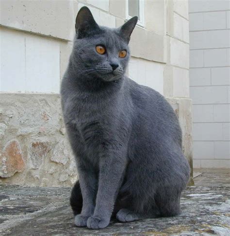 Chartreux Cat Breed History And Some Interesting Facts