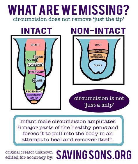 Pin By Marissa Peterson On Crunchy Circumcision Healing Anatomy And