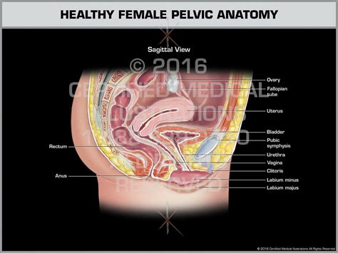 Analyzing the normal anatomy we found several variations and pathologies of the vhf, such as missing muscles (gemellus superior, psoas minor), additional veins as well as spondylophytes. Healthy Female Pelvic Anatomy