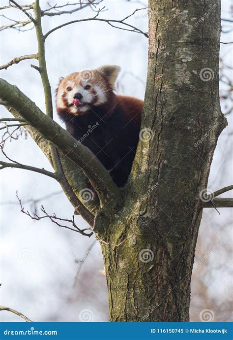 Red Panda Eating A Apple Stock Image Image Of Firefox 116150745