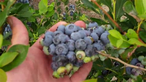Organic Blueberry Bushes Dimeo Farms And Blueberry Plants