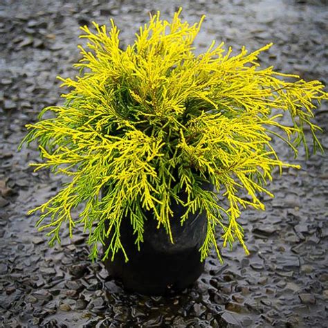 Wholesale pricing · larger plants & trees · wholesale pricing Kings Gold Cypress | Yellow plants, Evergreen, Southern garden