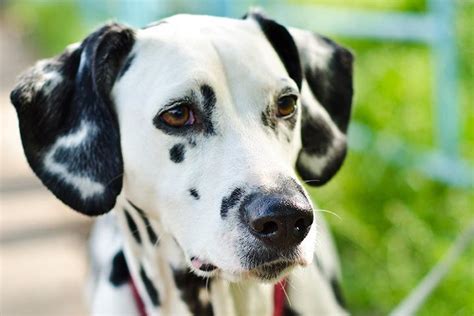 Dalmatian Dog Breed Profile Weight Size Lifespan Shedding