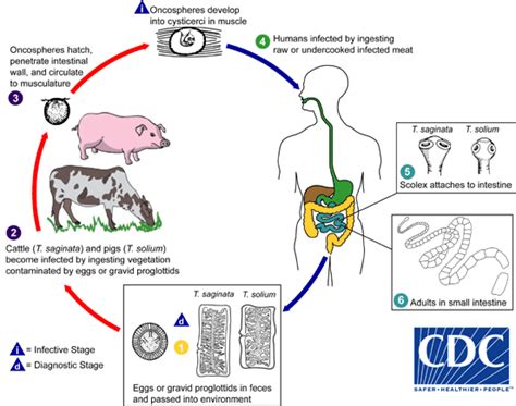 Cdc Taeniasis Biology