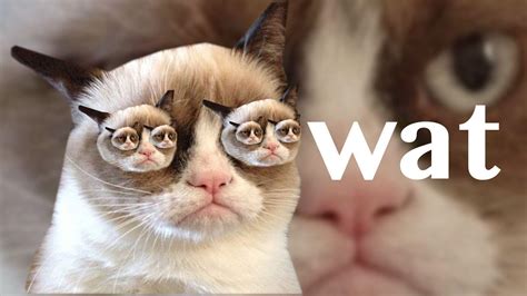 Translation dictionary english dictionary french english english french spanish english english spanish: Grumpy Cat Wallpapers - Wallpaper Cave