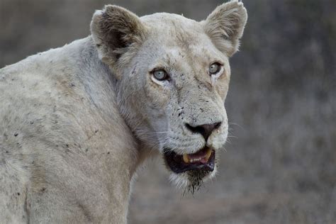 White Lions The Most Mysterious Of The Big Cats Captured In Africa