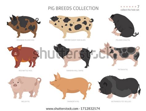 Pig Breeds Collection 7 Farm Animals Stock Vector Royalty Free