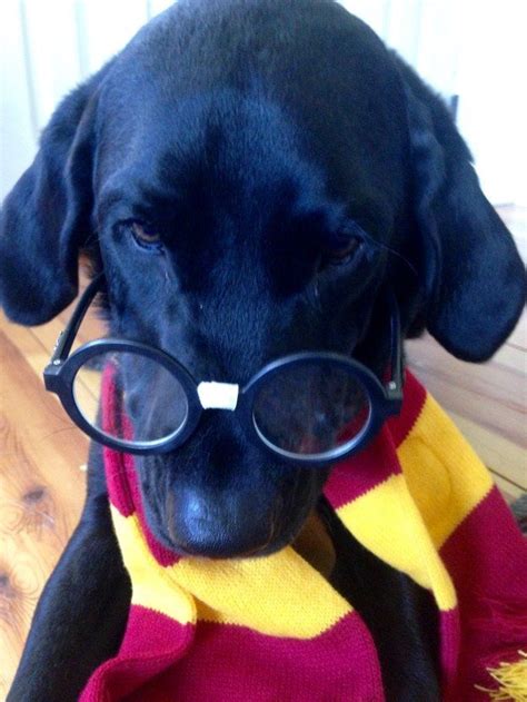 9 Best Black Lab Costumes Images On Pinterest Dog Halloween Costumes