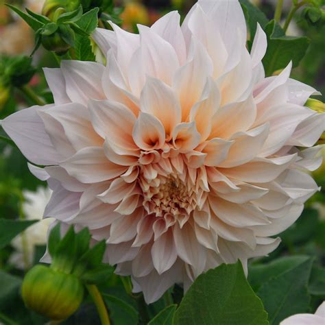 Lovely white flowers of 'waterlily' form have a fresh touch of green/yellow at the centres. Buy decorative dahlia tuber Dahlia 'Cafe au Lait ...