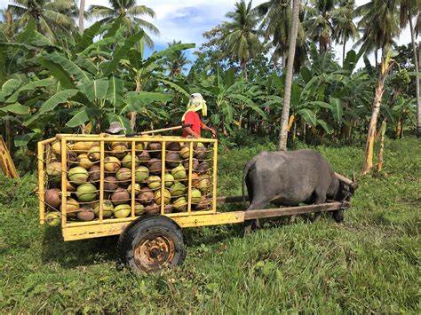 Philippines Bringing More Benefits To 5000 Coco Farmers Livelihoods