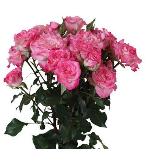 ‘speaking Blossoms Spray Rose Premieres At Dutch Flower Auction Aiph