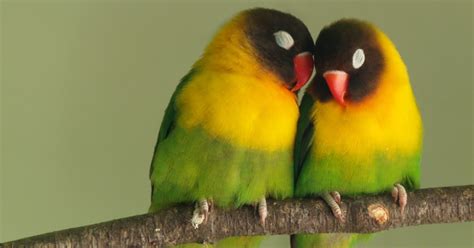 The finch farm offers beautiful lovebirds for sale including these favorites: beloved: lovebirds