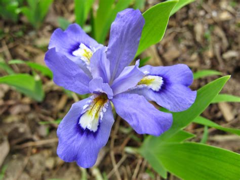 World Of Irises The Dwarf Crested Iris