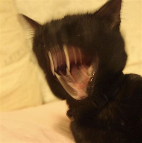 Scream Cat Memes Pretty Cats Cats