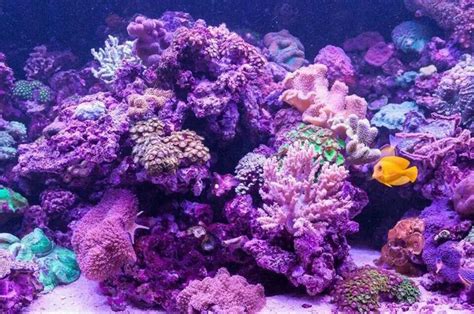 An Aquarium Filled With Lots Of Colorful Corals And Other Marine Life