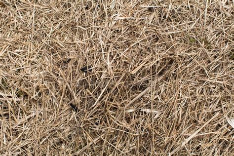 Dry Grass Close Up Hay Texture Abstract Stock Photo Image Of