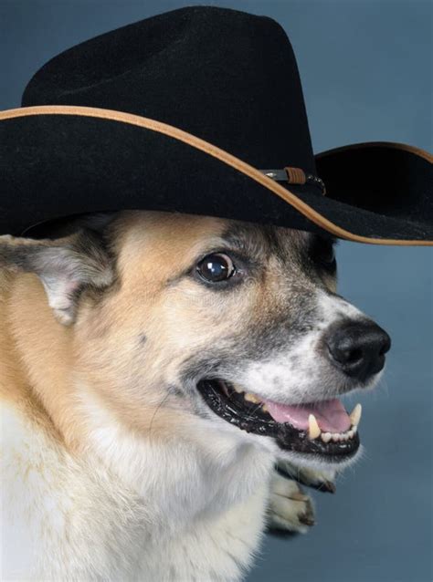 259 Dog Wearing Cowboy Hat Stock Photos Free And Royalty Free Stock