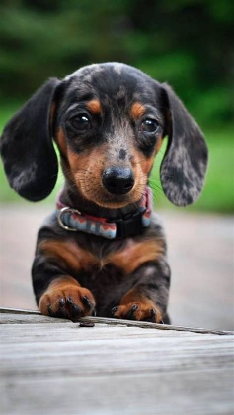 Pin By Brooke Strong On Puppy Love Doxie Puppies Dapple Dachshund
