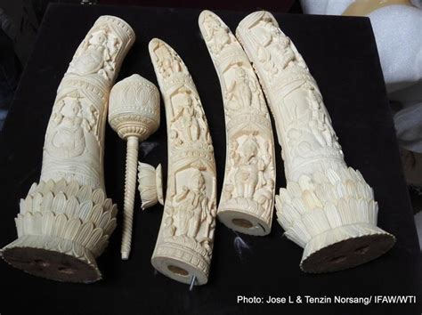 Kerala Cops Seize Ivory Of ‘40 Tuskers From Delhi Smuggler Latest