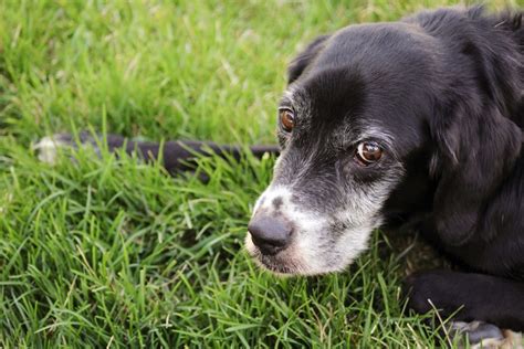 Lupus In Dogs Signs Symptoms And Causes Canna Pet®