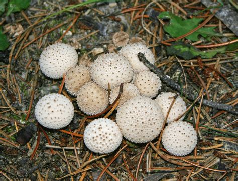 Puffball Mushrooms Safe To Eat All Mushroom Info