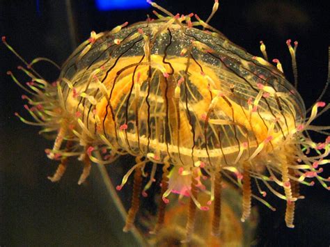 Amazing Facts About Hydrozoan Jellyfish Animal Encyclopedia