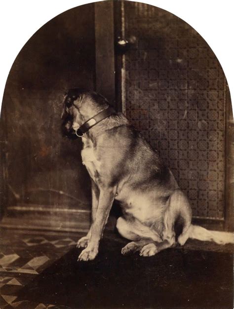 William James Stillman Dog In Crete 1865 1868 Mutualart