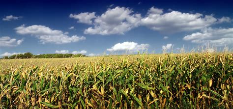 Corn Field Wallpaper