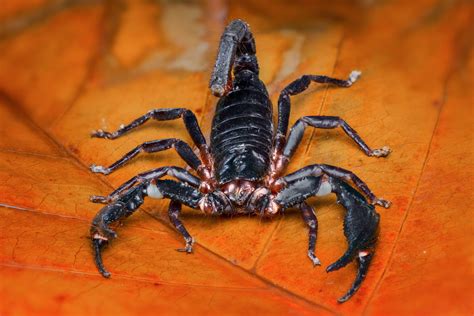 Asian Forest Scorpion On A Leaf In Tropical Garden Eye Of The Flyer