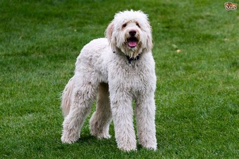 Labradoodle Dog Breed Information Buying Advice Photos And Facts