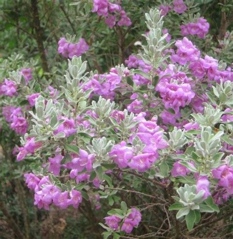 12 Flowering Southern Trees You Need To Plant Now Vertical Vegetable