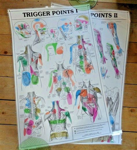 two laminated trigger points posters human anatomy charts 3917870991