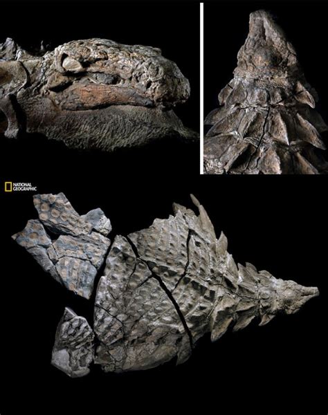 This Nodosaur Fossil Is The Best Preserved Dinosaur Fossil Ever Found
