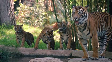 Tiger Cubs Playing With Mom Youtube