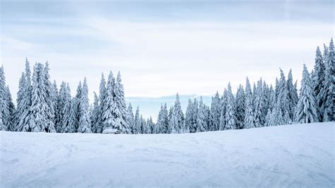 Download Wallpaper 3840x2160 Snow Winter Trees Winter