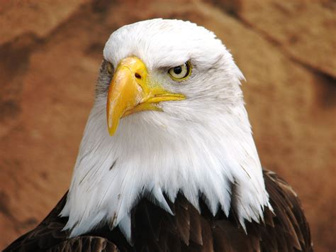 Bald Eagle Bald Eagle Bald Eagle Pictures Eagle Pictures