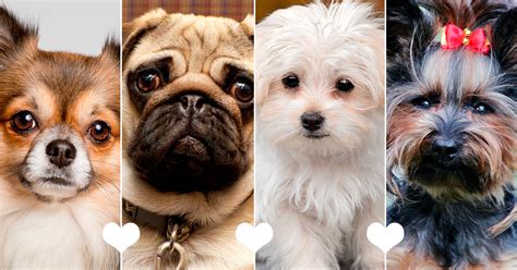 Top 131 Imagenes De Diferentes Razas De Perros Pequeños Mx
