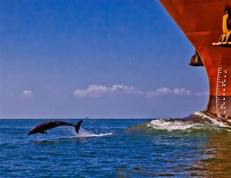 Dolphin Jumping In Front Of Ship Smithsonian Photo Contest
