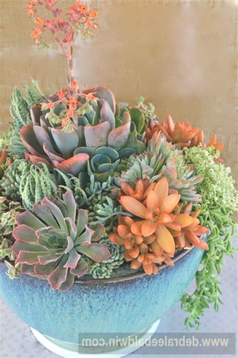 You can trim the root, but do it carefully, to. Cactus arrangement, Arrangement, Succulents