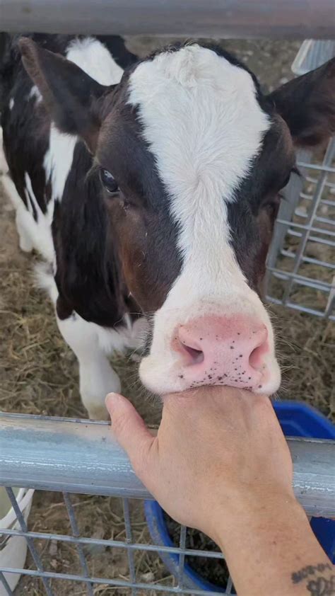 cow sucking my hand r cow