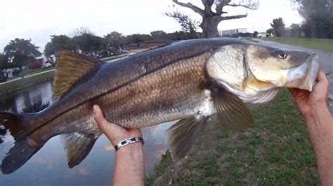 Snook are one of the most highly targeted fish in florida's waterways. Fly Fishing Giant Freshwater Snook! - YouTube