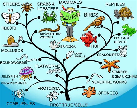 Simplified Evolutionary Tree By Johnrjoyce On Deviantart