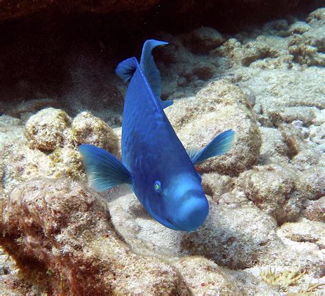 Blue Parrotfish 21 Photograph By Daryl Duda Fine Art America